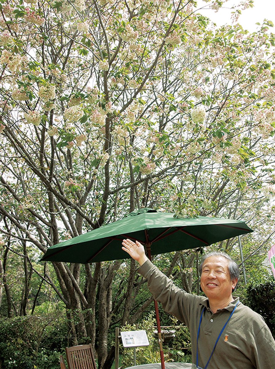 御衣黄桜の説明をする森田所長