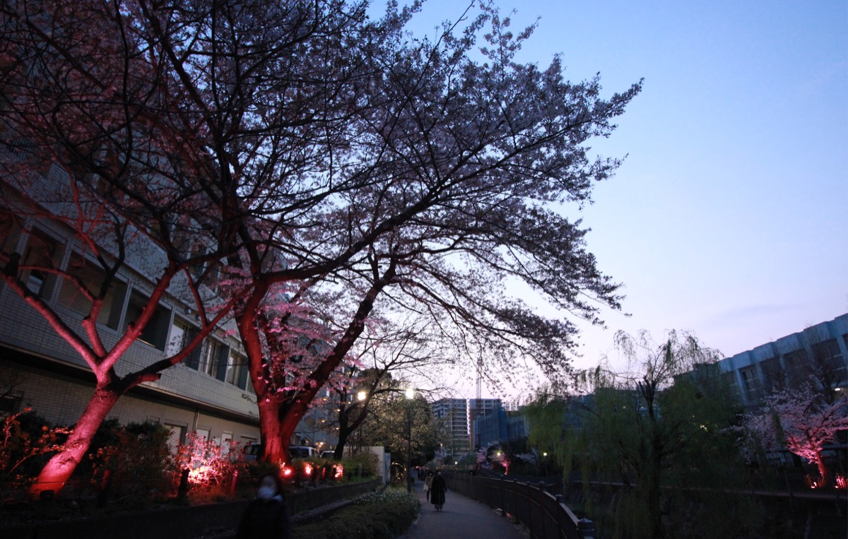 夜道に浮かぶ満開の桜