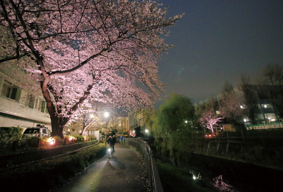 いたち川を飾る夜桜