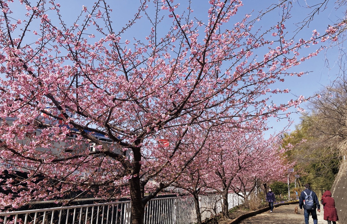 河津桜が開花 (写真1)