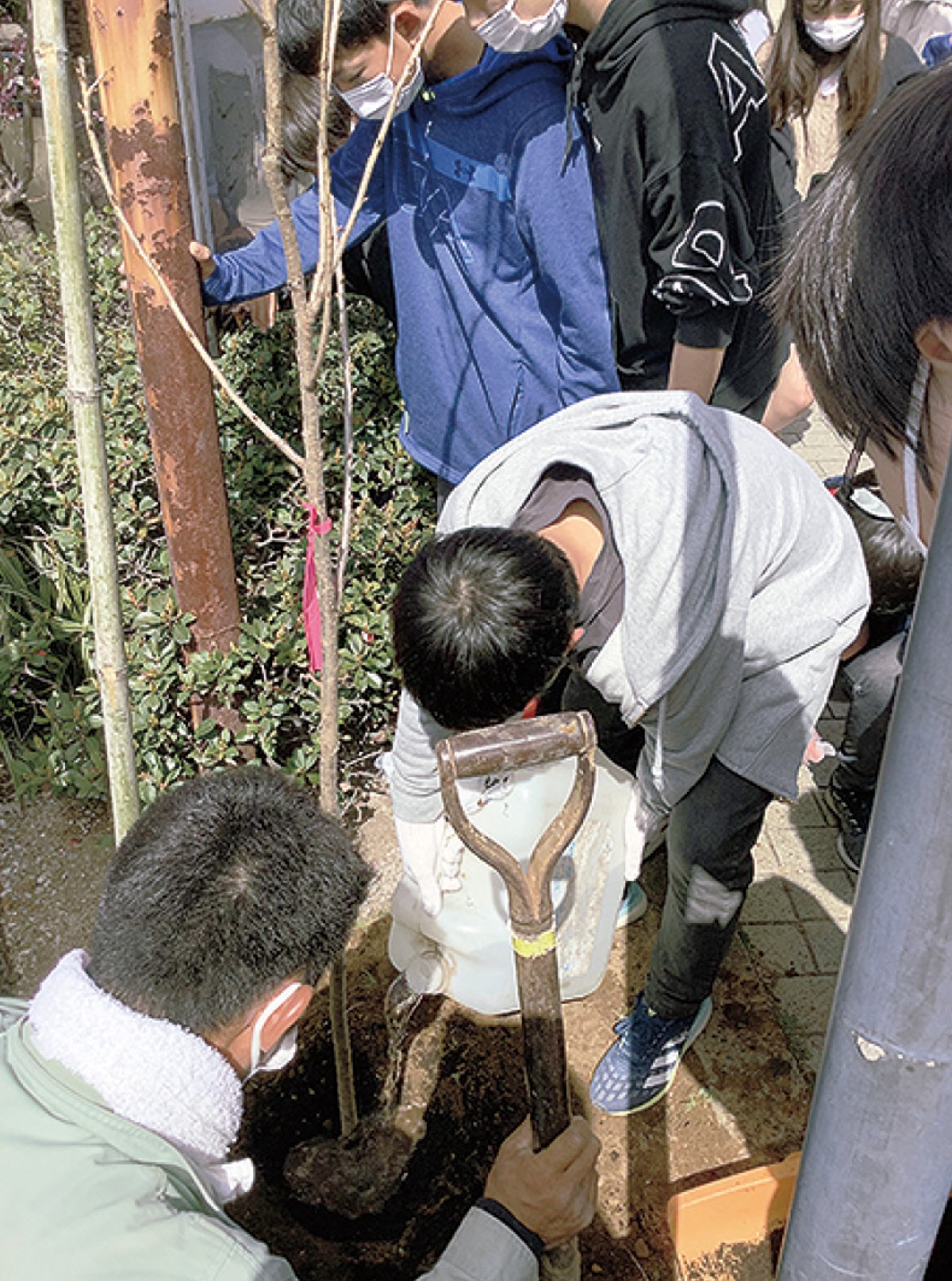 港南区 桜岡小6年生 さくらの苗木 記念植樹 | 港南区・栄区 | タウン