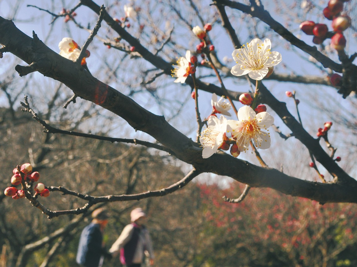 栄区 本郷ふじやま公園 寒空に咲く「梅の花」 | 港南区・栄区 | タウンニュース