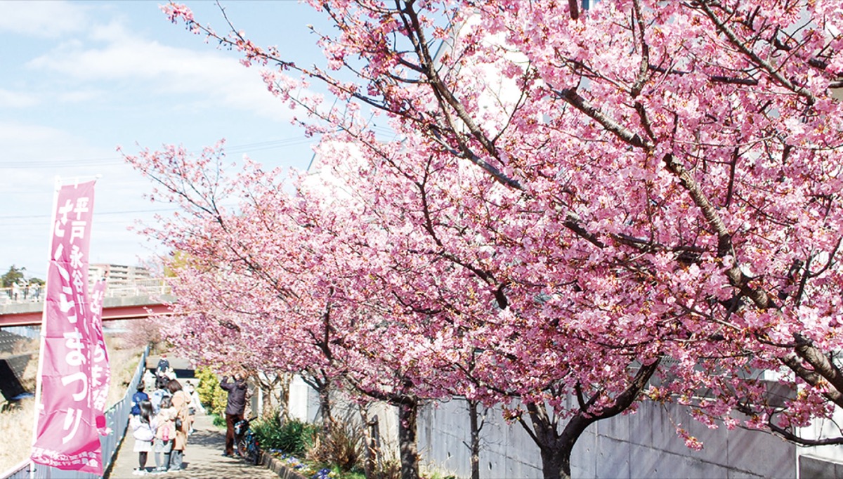 平戸永谷川沿いに咲いた河津桜