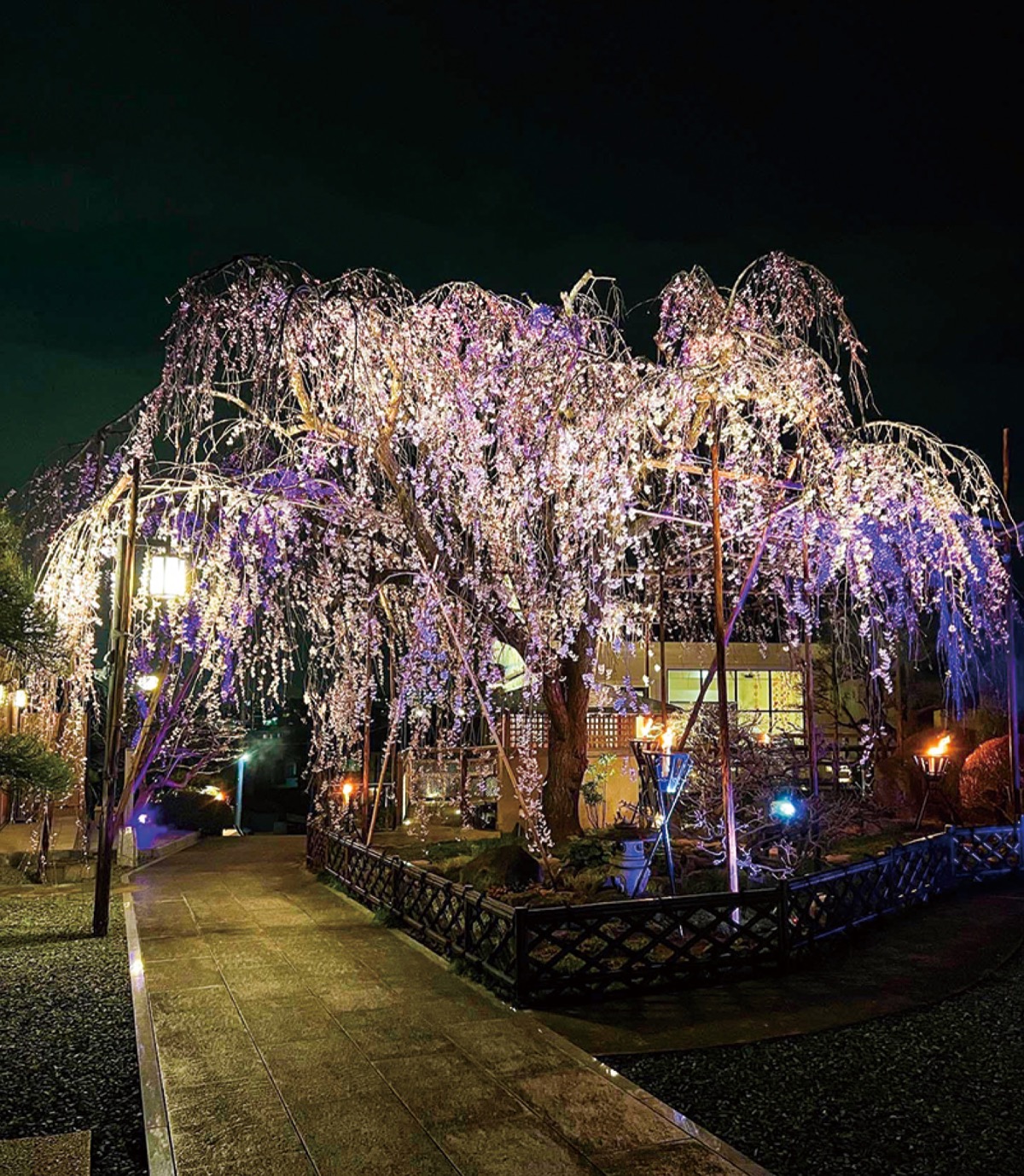 ライトアップされた「しだれ桜」（昨年）