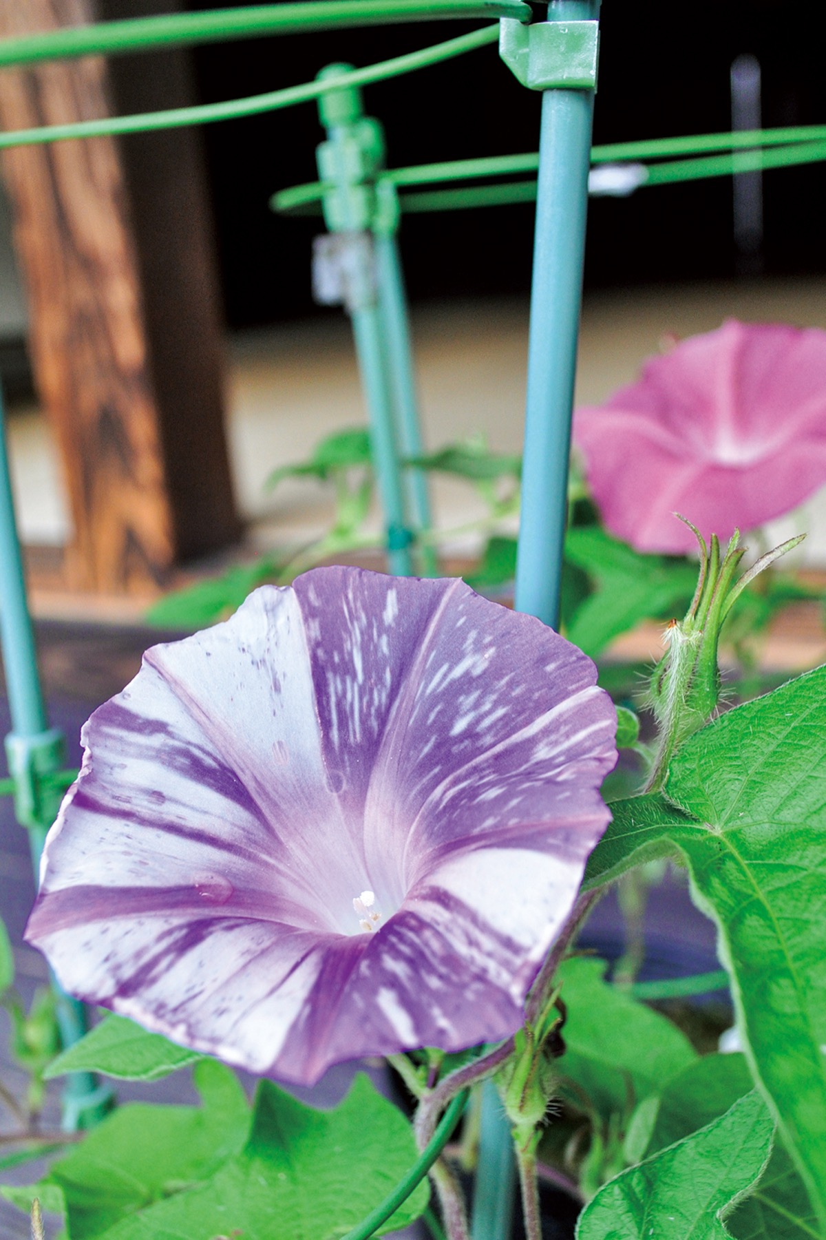 栄区 本郷ふじやま公園 江戸から続く