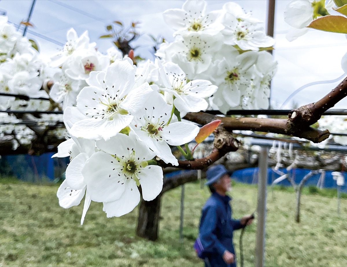 浜なしに授粉作業 (写真1)