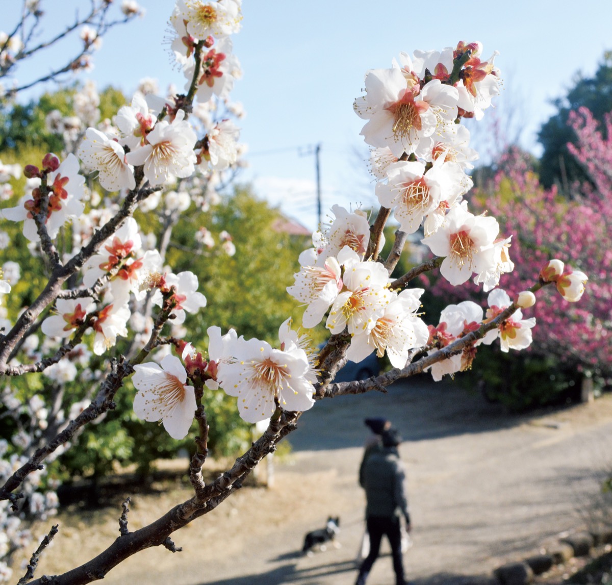 紅白の梅が競演