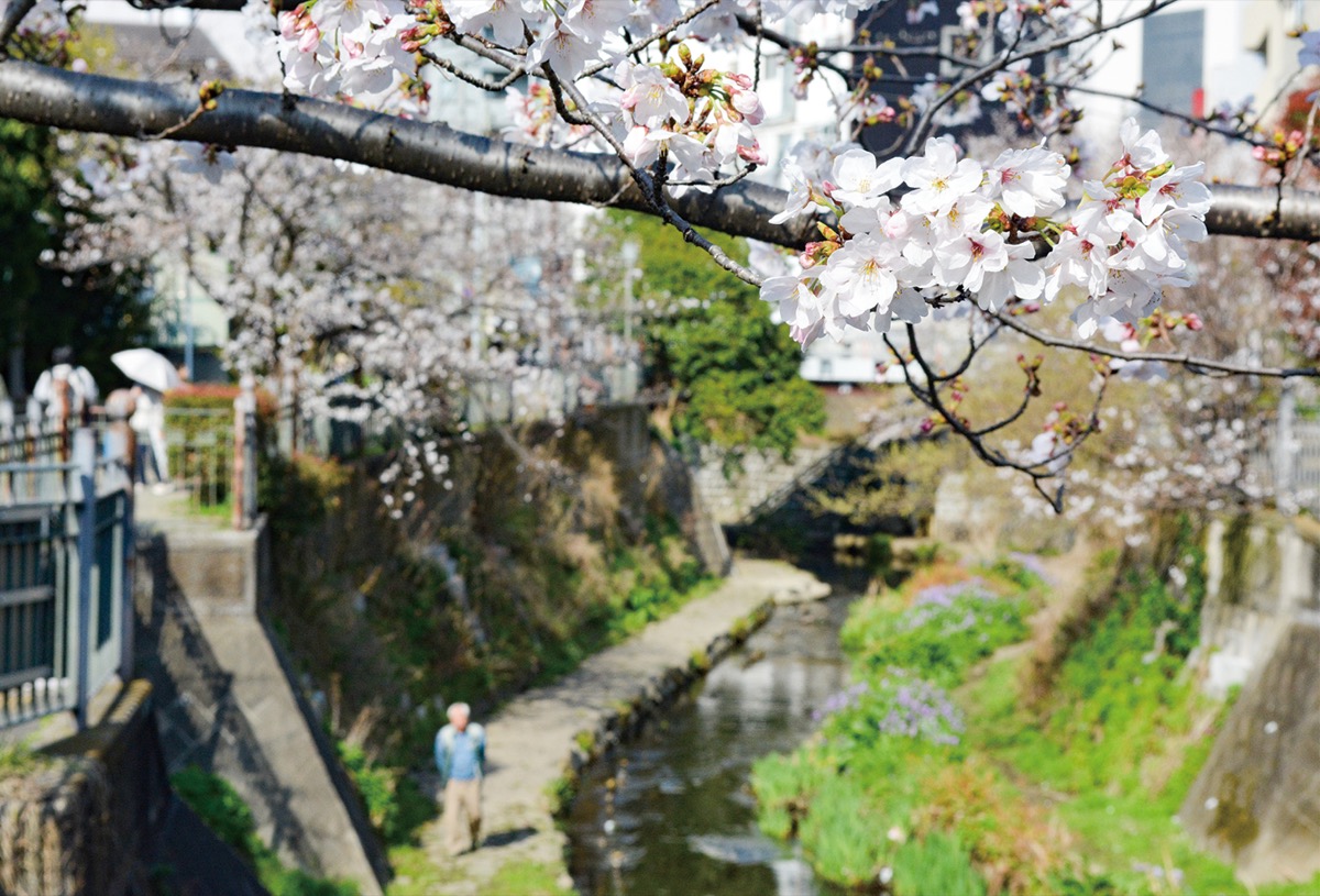 大岡川沿いの桜