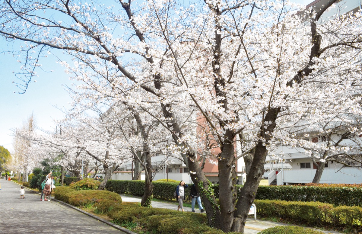 あーすぷらざ周辺の桜並木