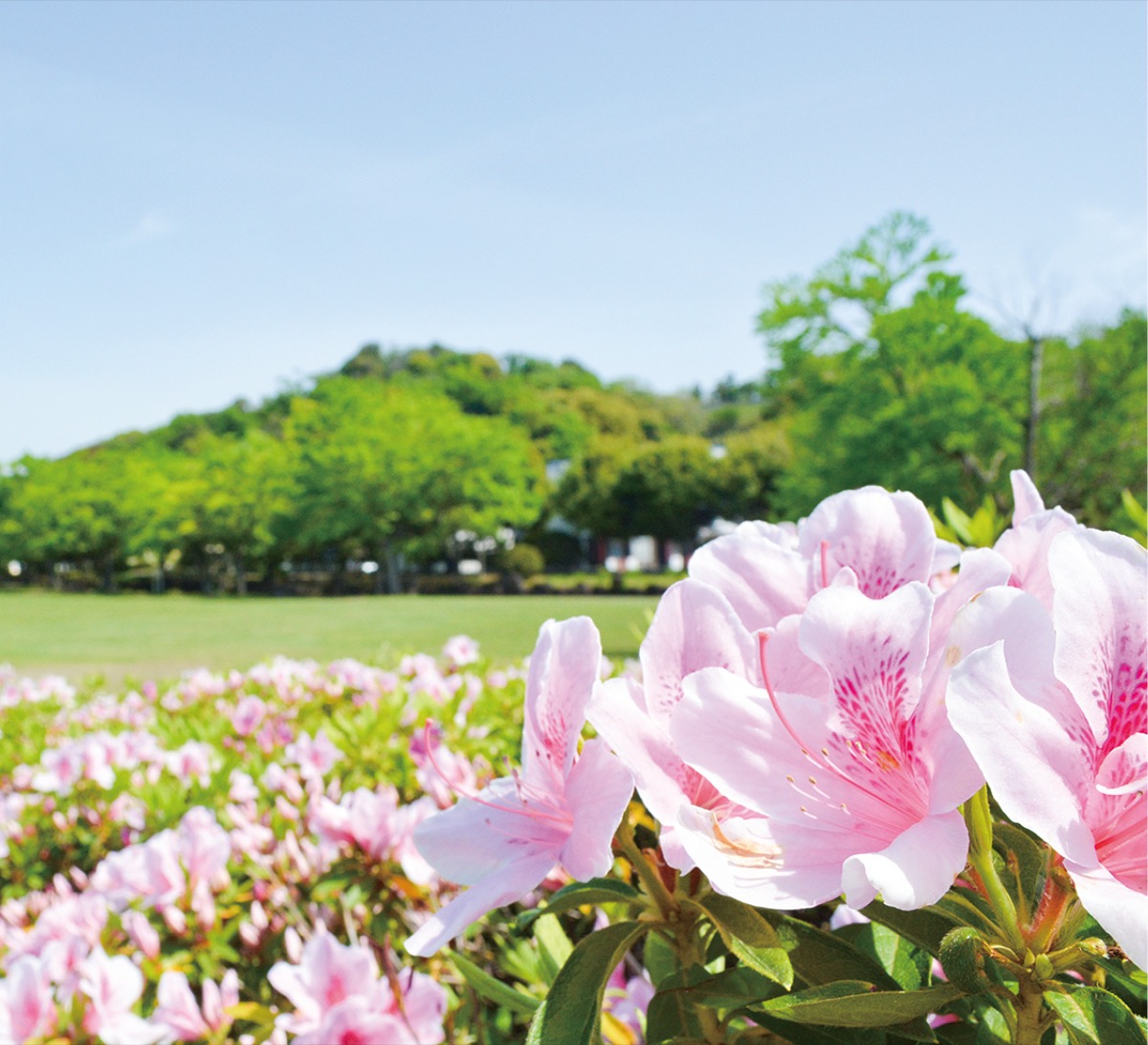日野中央公園（港南区）のツツジ