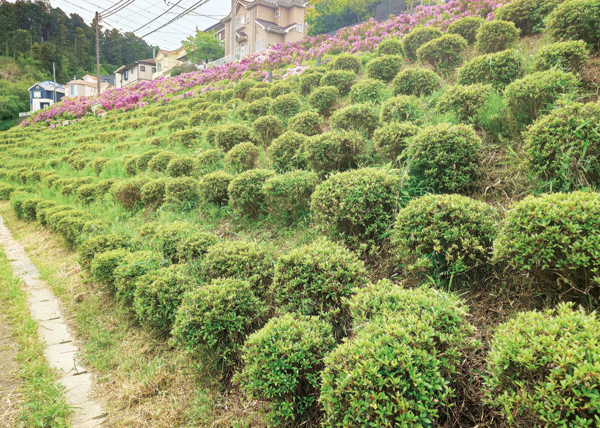開花間近のサツキの株