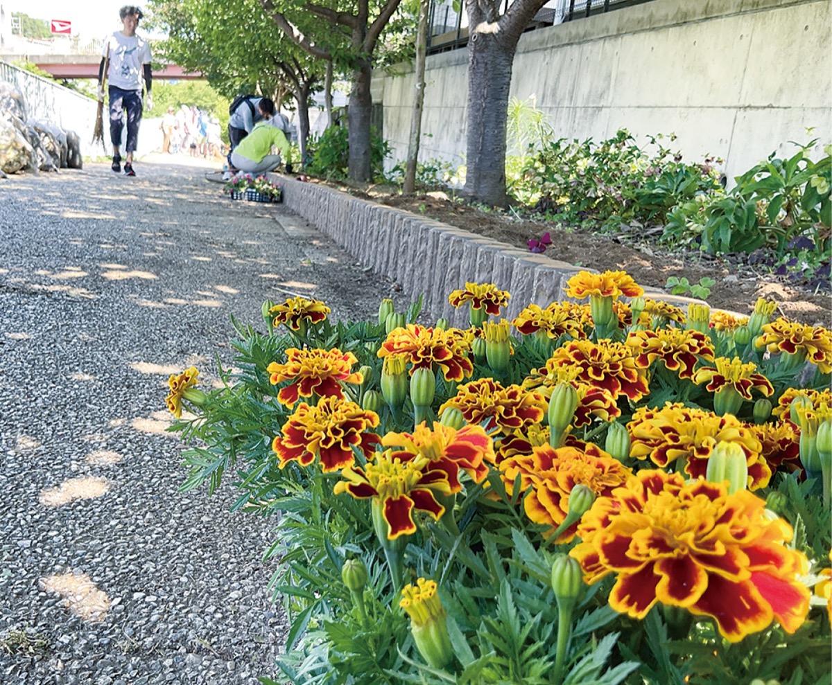 花壇用のマリーゴールド