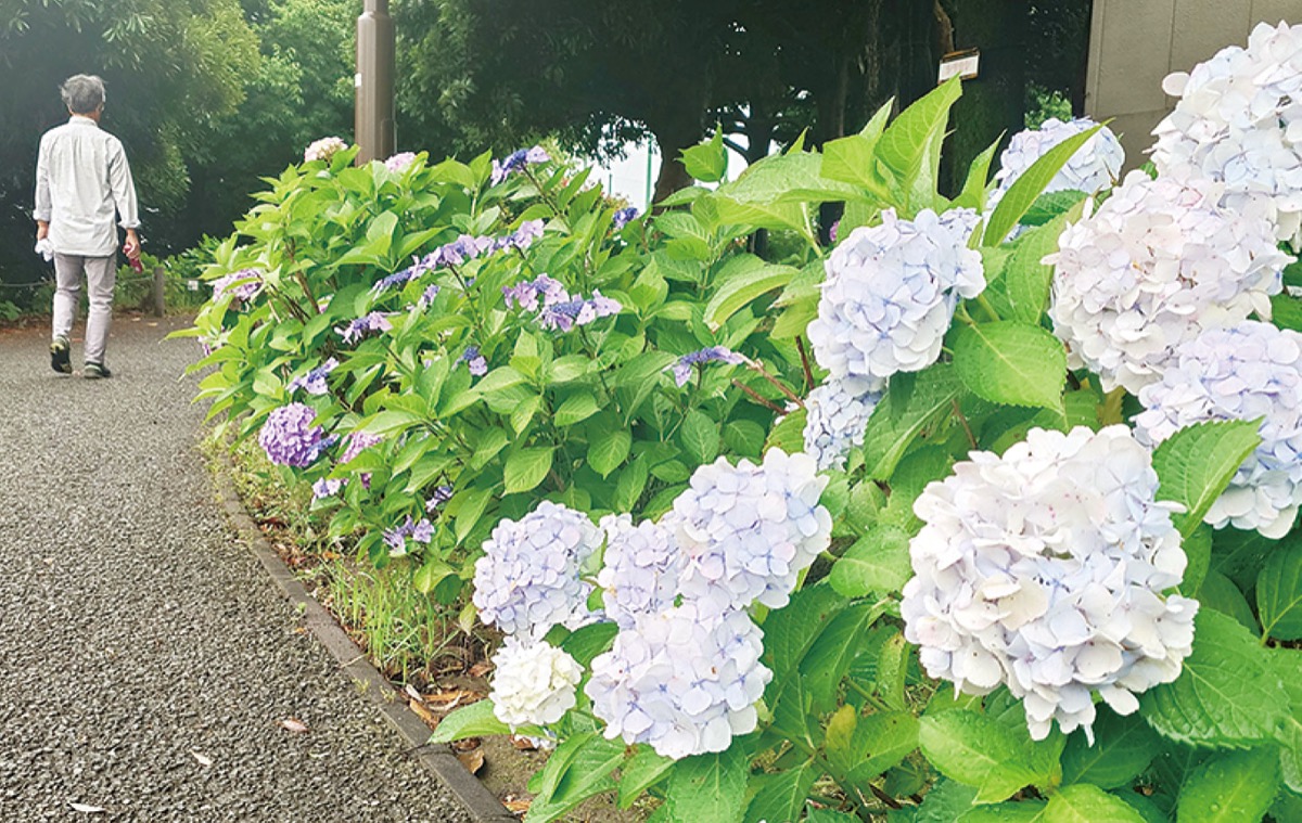 日野中央公園のアジサイロード