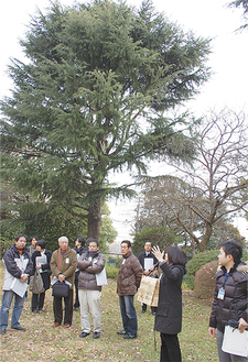 樹齢100年を超えるヒマラヤスギの巨木の前で同校の樹木管理について説明を受ける参加者