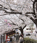 「大岡川桜まつり」は規模を縮小して開催