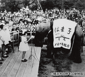 「野毛山遊園地」開園の昭和26年に来園したインドゾウの「はま子」もポストカードに