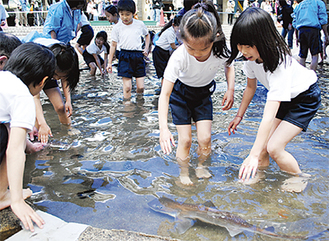 サメの感触に驚く児童たち