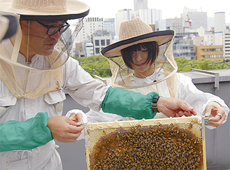 ミツバチは手で払いのけない限り基本的に刺さないという