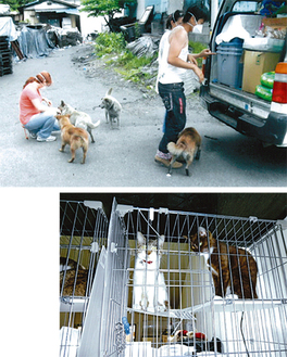 浪江町での給餌活動（上）と保護された猫（下）池田千代子さん提供