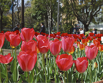 すでに色とりどりのチューリップが咲き誇る横浜公園