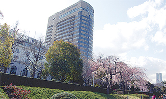 ホテルニューグランド前に位置する桜（過去の写真）