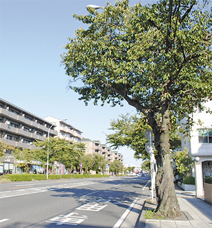 中区を代表する桜の名所「本牧通り」（10月17日撮影）