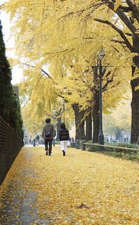 黄色いじゅうたんが日本大通りを覆う＝１１月２９日撮影
