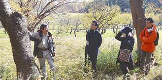伐採する桜の状態を説明する樹木医（左）