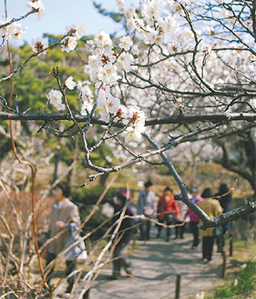 満開の梅を眺める来園者たち＝17日撮影