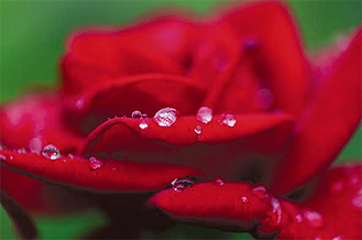 自宅前の岡野公園で撮りためた薔薇の写真、全30点が展示される