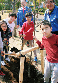 桜の植樹を行う児童とＲＣ会員