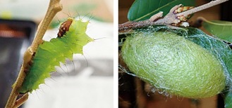天蚕の幼虫（左）と完成した緑色のまゆ