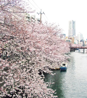 桜に彩られた大岡川