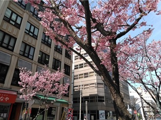関内桜通りの桜。濃いめのピンク色で、空色とのコントラストが美しい（３月１９日撮影）