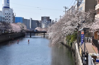 桜の季節を迎えた大岡川。長者橋から上流を臨む（３月26日撮影）