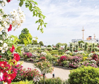 山下公園で約１６０品種、１９００株のバラの競演が港の風景と共に楽しめる「未来のバラ園」(写真は昨年)