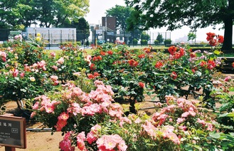 展望地区の４つの植栽に咲くバラ＝５月18日撮影