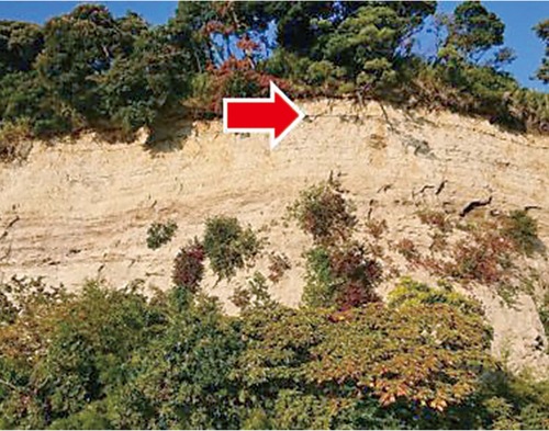 崖の上ぎりぎりにある保土ケ谷礫層