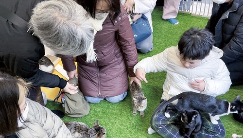 保護猫とふれあう来場者たち