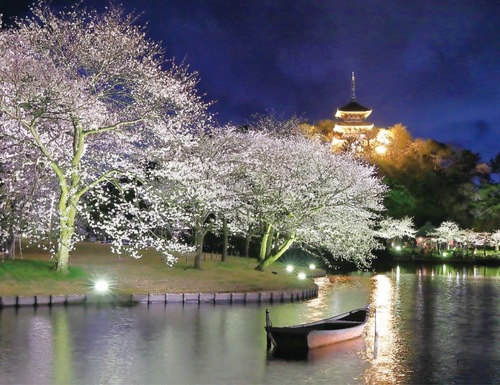 夜桜が彩る幻想的な三溪園＝提供