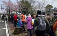 満開の早咲き桜と歴史探訪　南区さくらボランティアの会が大岡川沿い散策企画