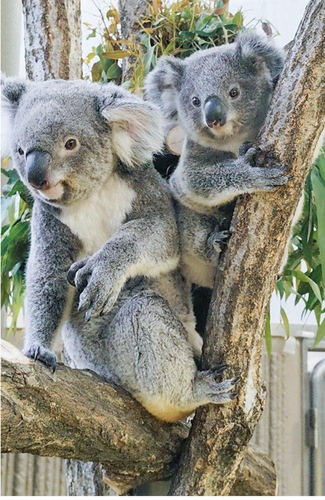 ポポロ（右）と母親のたんぽぽ＝同園提供