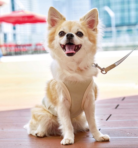 グランプリに輝いたチワワの「天」