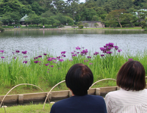 ハナショウブを鑑賞する来園者（５月29日撮影）