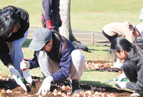 球根の植え付けを行う児童ら