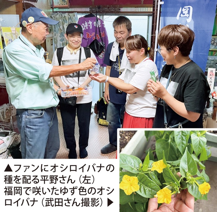 「ゆず色」のオシロイバナ　ファン通じ、横浜から全国へ