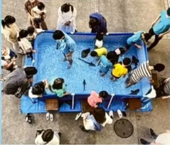 水族館がある横浜・間門小学校で恒例のタッチングプール開催