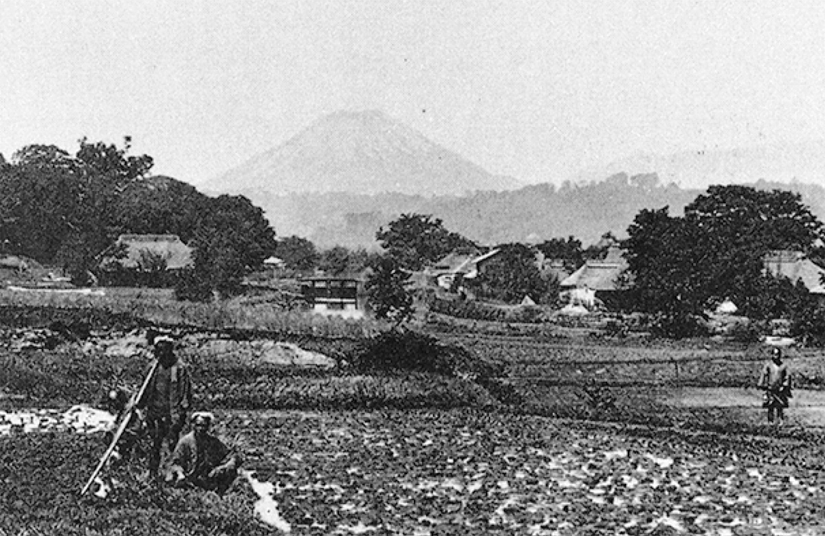 本牧と甘藍（キャベツ）