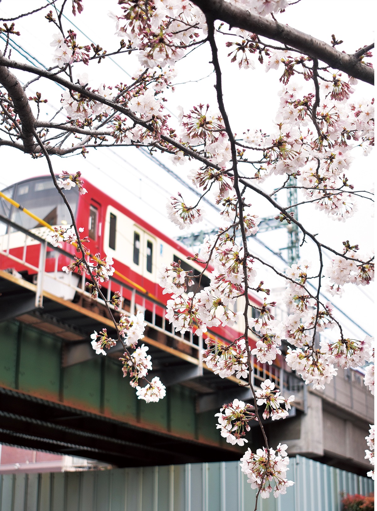 赤い電車と桜の競演