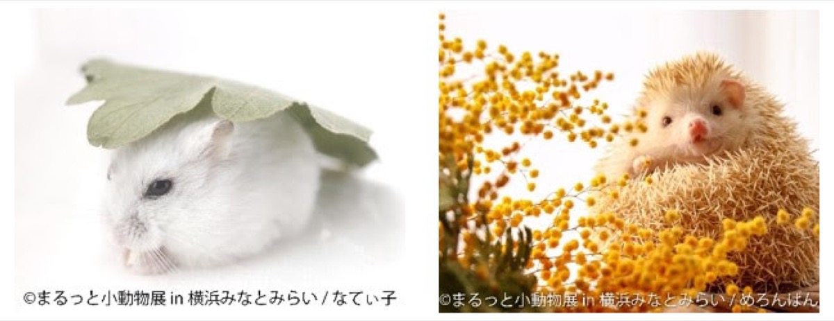 Web限定記事 横浜で初開催 まんまる がかわいい 小動物の写真展 マークイズみなとみらいで ４月２日から11日まで 中区 西区 タウンニュース